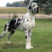 Imagem de cachorro Dog Alemão