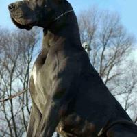 Fotos de Dog Alemão