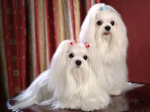 Raça de cachorro Maltês