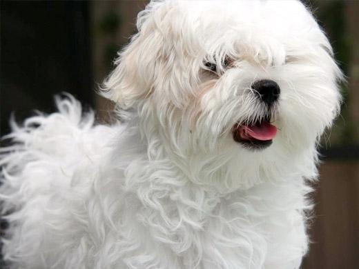Imagem de cachorro maltês