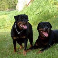 Foto de cachorro da raça Rottweiler
