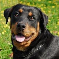 Imagem da raça Rottweiler