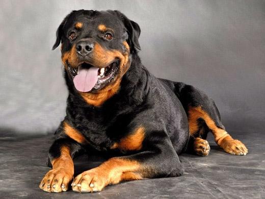 Foto de cachorro da raça Rottweiler