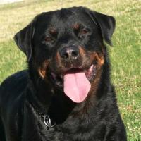 Foto da raça Rottweiler