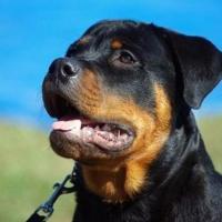 Foto de cachorro Rottweiler