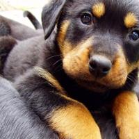 Filhote de Rottweiler