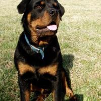 Foto de Rottweiler