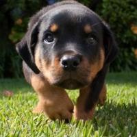Filhote de Rottweiler
