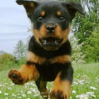 Foto de cachorro Rottweiler