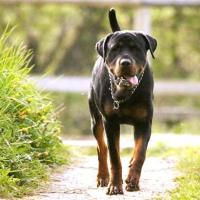 Imagem da raça Rottweiler