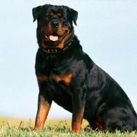 Foto de Rottweiler