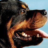 Foto de cão Rottweiler