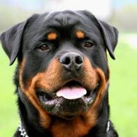 Imagem de cachorro da raça Rottweiler