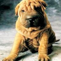 Fotos de cachorro da raça Shar Pei