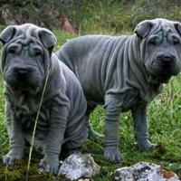 Fotos de cachorro da raça Shar Pei
