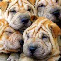 Fotos da raça Shar Pei