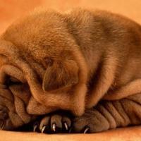 Imagem de Shar Pei
