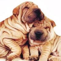 Fotos de Shar Pei
