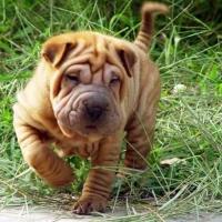 Imagem da raça Shar Pei