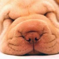 Fotos de cachorro Shar Pei