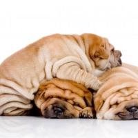 Fotos de cão Shar Pei