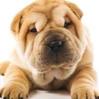 Imagens de cachorro Shar Pei