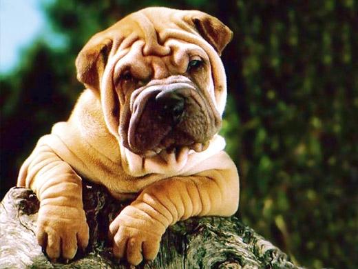 Fotos de cachorro da raça Shar Pei