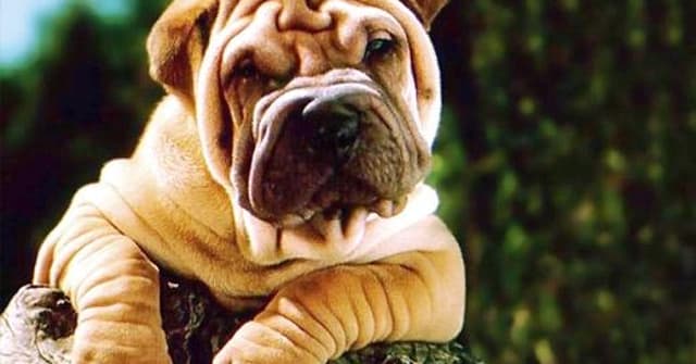 Fotos de cachorro da raça Shar Pei
