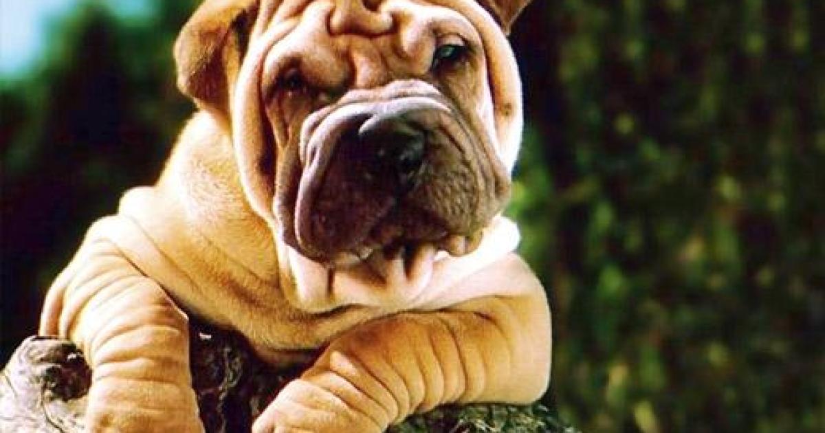 Fotos de cachorro da raça Shar Pei