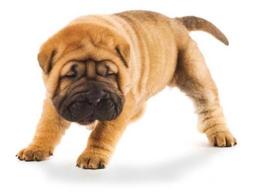 Fotos de cachorro da raça Shar Pei