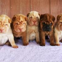 Fotos de filhotes de Shar Pei