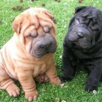 Filhotes de cachorro da raça Shar Pei