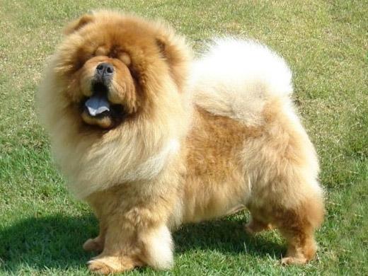 Fotos de cachorro da raça Chow Chow