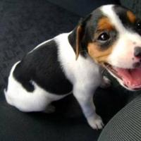 Fotos Fox Paulistinha - Terrier Brasileiro