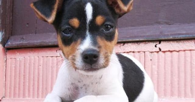 Fotos Fox Paulistinha - Terrier Brasileiro