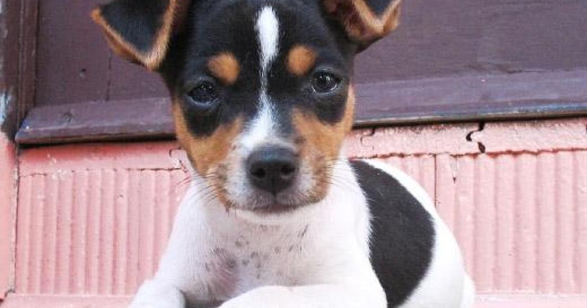 Fotos Fox Paulistinha - Terrier Brasileiro