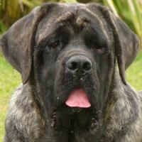 Raça Mastiff
