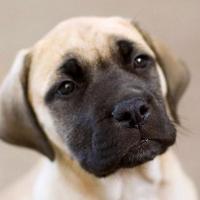 Filhote da raça Mastiff