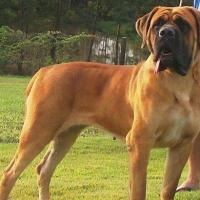 Raça de Cachorro Mastiff