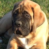 Fota de Mastiff