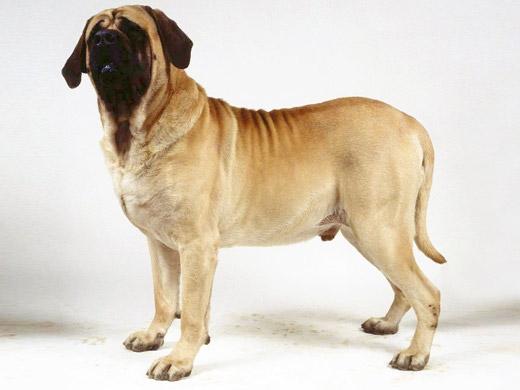 A raça de cachorro Mastiff é um ótimo cão de guarda