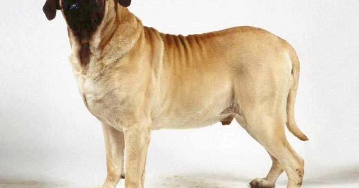 A raça de cachorro Mastiff é um ótimo cão de guarda