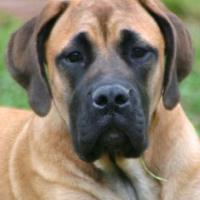 Imagem de Cachorro Mastiff