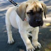 Foto de filhote de Mastiff