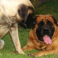 Foto de Cachorro Mastiff