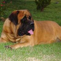 Imagem Raça de Cachorro Mastiff