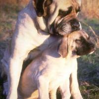 Foto da família Mastiff