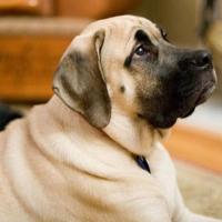 Raça de Cachorro Mastiff