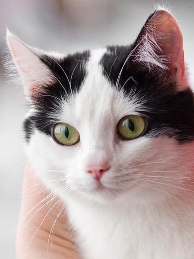 A raça European Shorthair apresenta temperamento calmo e equilibrado