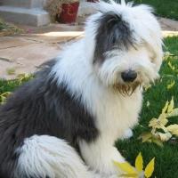 Foto do cão Old English Sheepdog